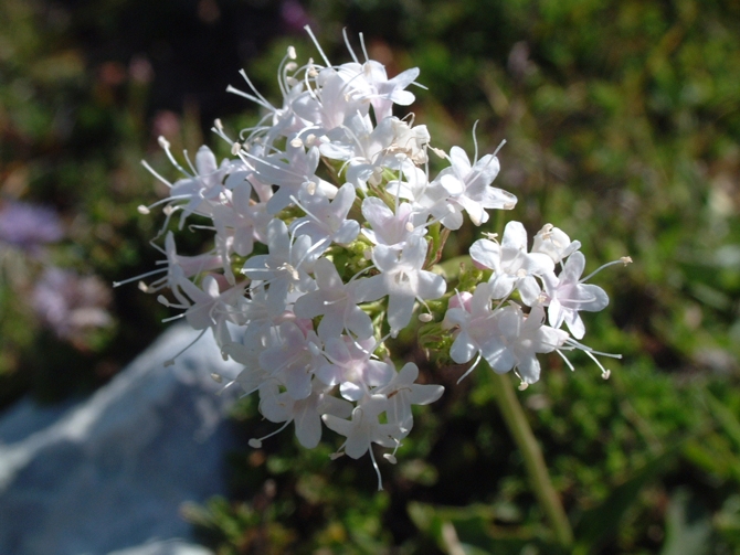 Valeriana tuberosa / Valeriana tuberosa